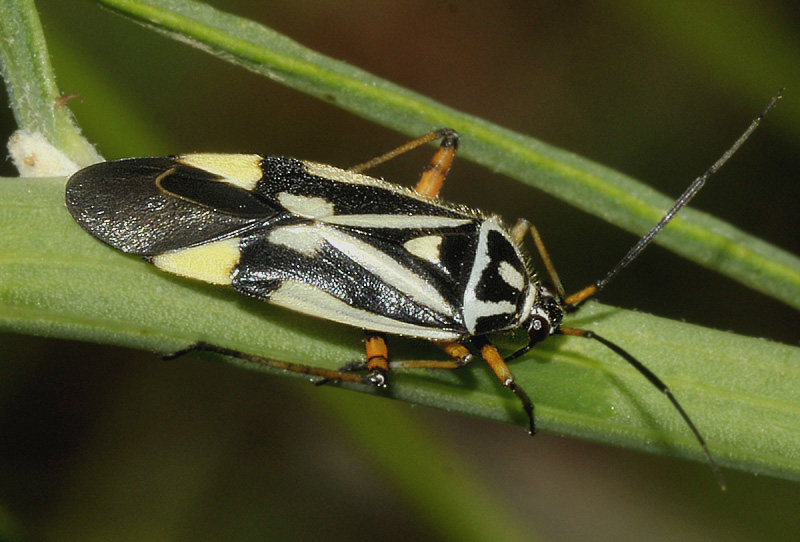 Miridae: Brachycoleus steini